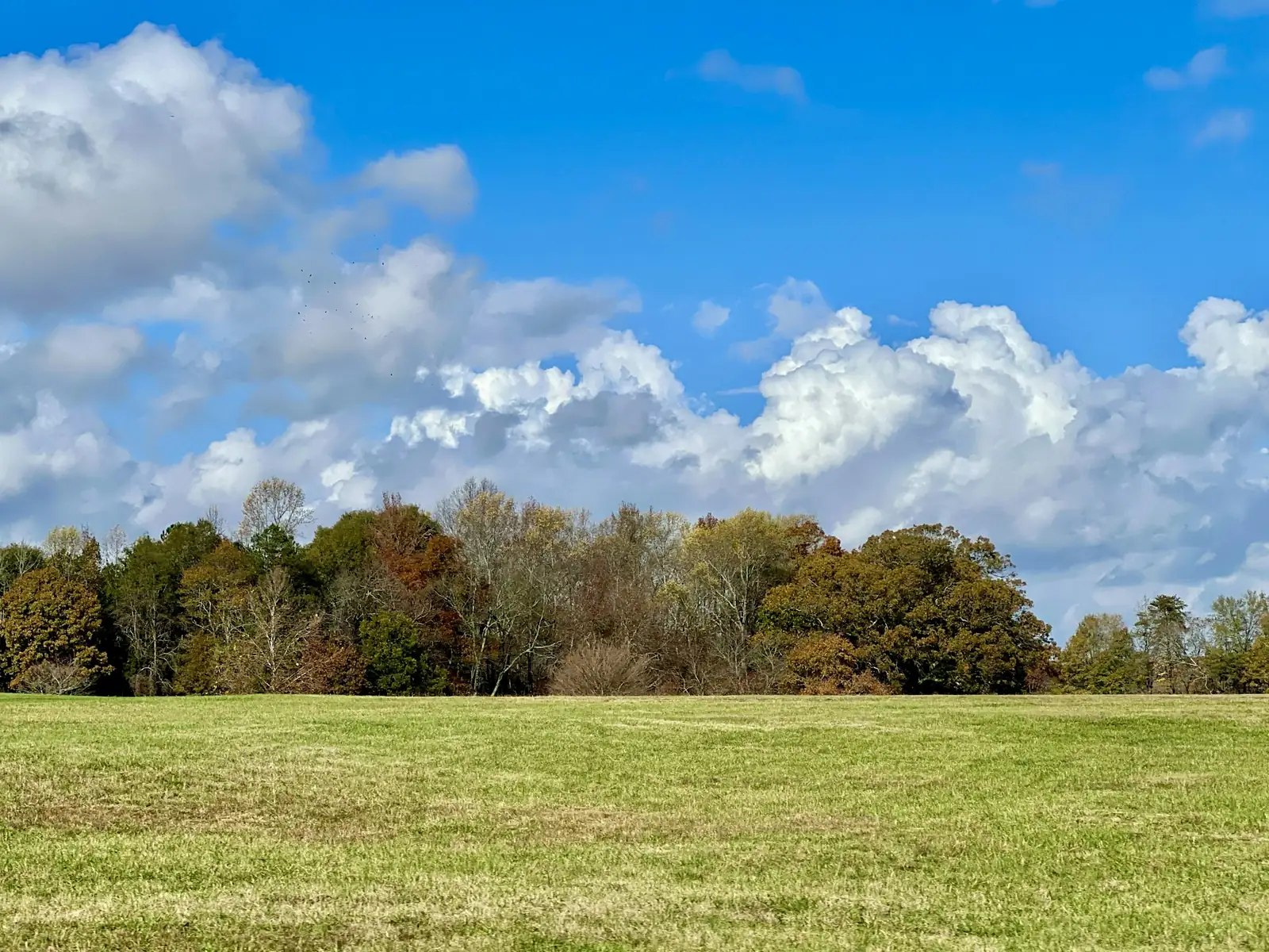 Open farm field and tree line under a bright blue sky with cumulus clouds near Gaffney, Cherokee County, South Carolina